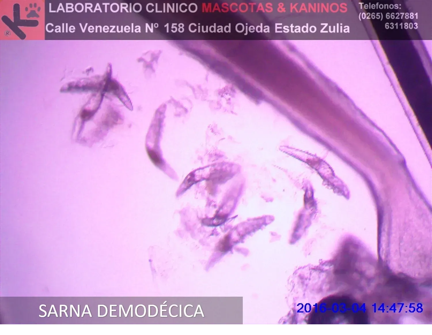 Dermatología